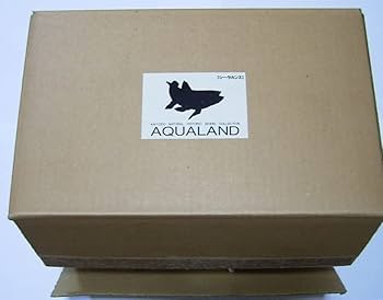 Amazon.co.jp: 希少 箱付き 海洋堂 AQUALAND シーラカンス 原型